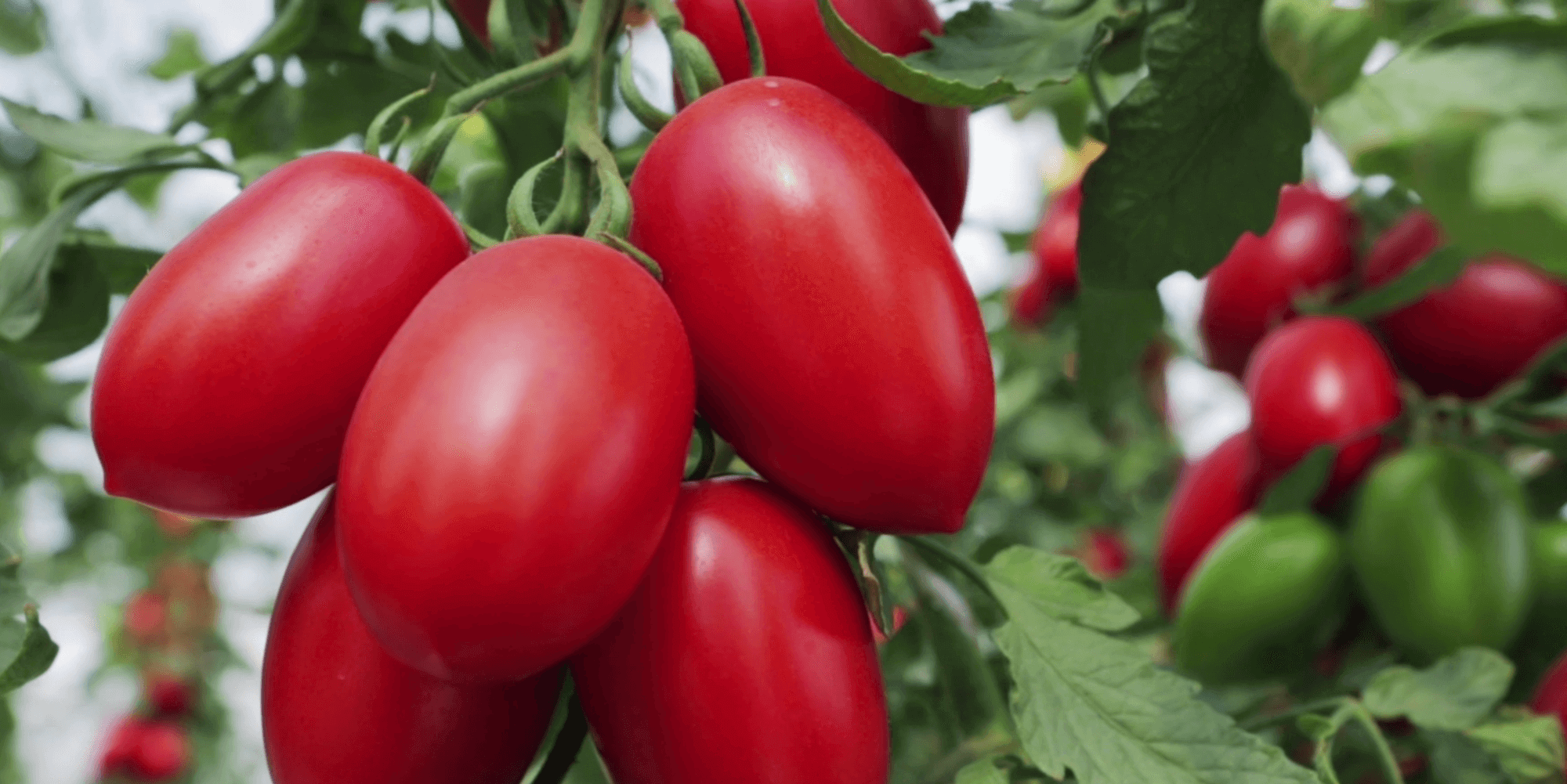 Wat weet jij over de ELVEA oogst?