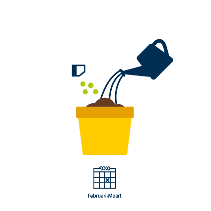 1 Februari - maart: begin van het zaaien van de tomatenzaadjes