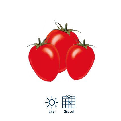 6 Eind juli zijn de tomaten volledig rijp en klaar om geoogst te worden.