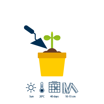 2 The seeds become spouts. Sprouts should be transplanted when they reach a height of 10 to 15 cm&nbsp;
&nbsp;