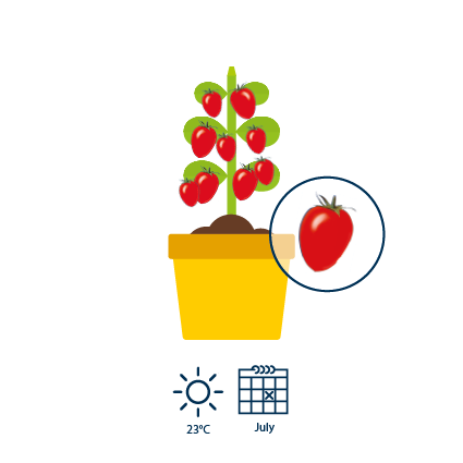 5 60 days after the appearance of the flowers, the tomatoes are ripe and red
&nbsp;