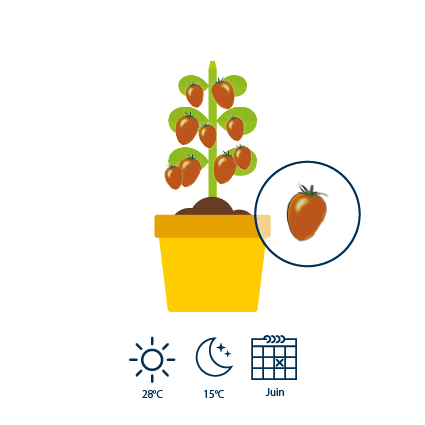 4&nbsp;En juin, les fleurs jaunes &eacute;voluent en fruits verts virant ensuite au rouge&acirc;tre.
&nbsp;