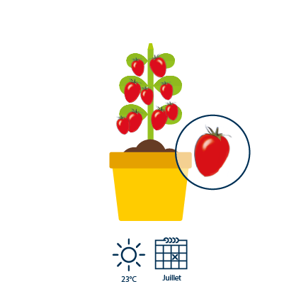 5&nbsp;60 jours apr&egrave;s l&rsquo;apparition des fleurs, les tomates sont m&ucirc;res et de couleur rouge