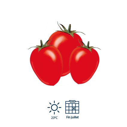 6&nbsp;La pleine maturit&eacute; est atteinte fin juillet, temps pour la r&eacute;colte.
&nbsp;