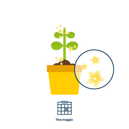 3 Sulla pianta spuntano fiori gialli a fine maggio. La fruttificazione inizia 5 giorni dopo.
&nbsp;