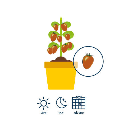 4&nbsp;A giugno, i fiori gialli producono frutti verdi che diventano poi rossastri.
&nbsp;